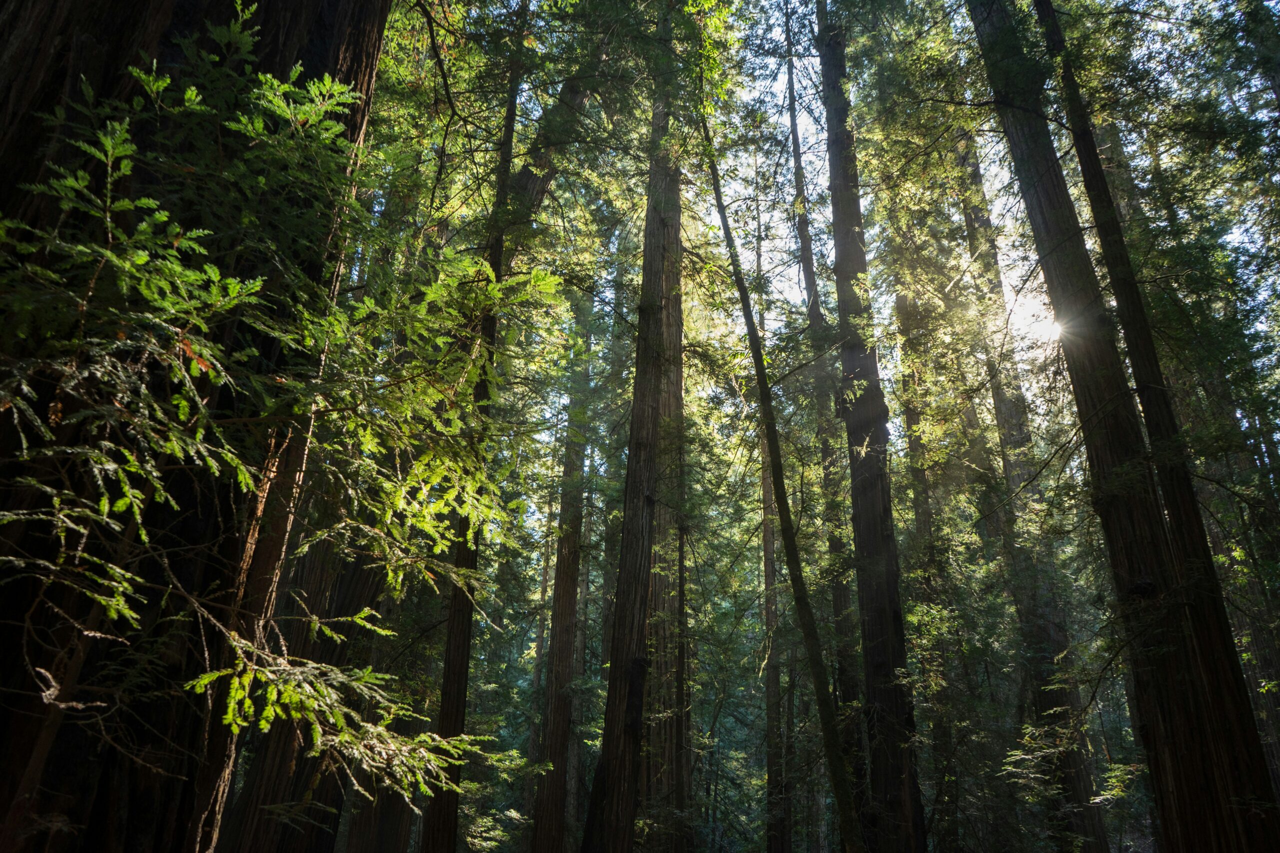Sustainable E-invoicing: better for the environment, better for business